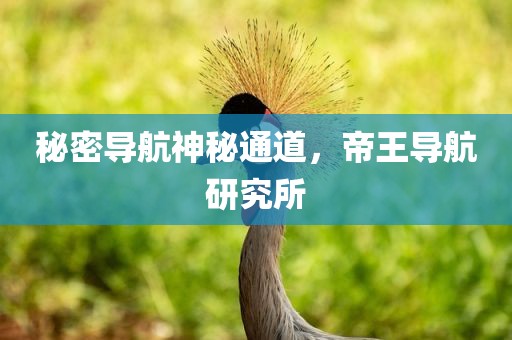 秘密导航神秘通道，帝王导航研究所