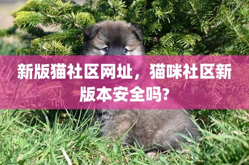 新版猫社区网址，猫咪社区新版本安全吗?