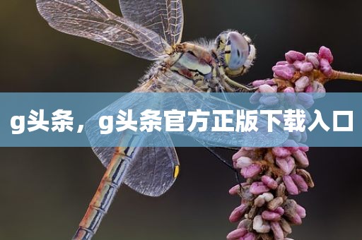 g头条，g头条官方正版下载入口