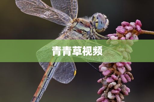 青青草视频