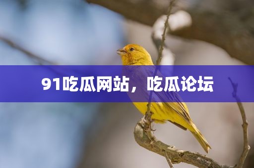 91吃瓜网站，吃瓜论坛
