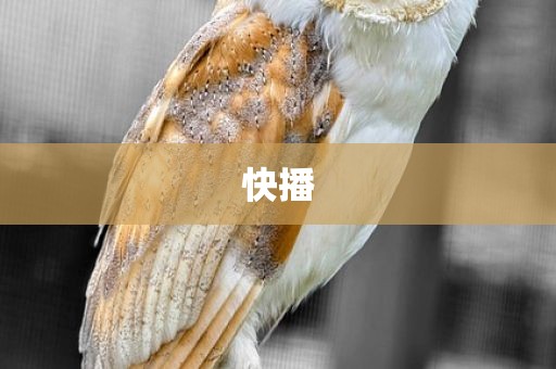 快播