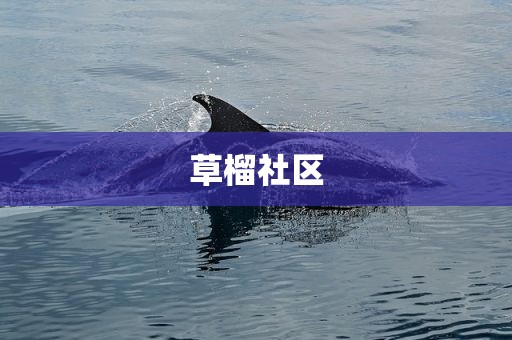 草榴社区