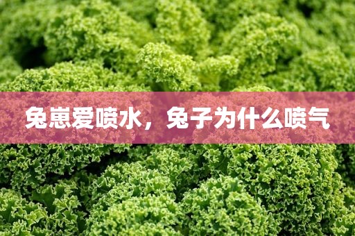兔崽爱喷水，兔子为什么喷气