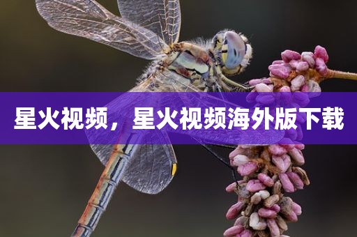 星火视频，星火视频海外版下载