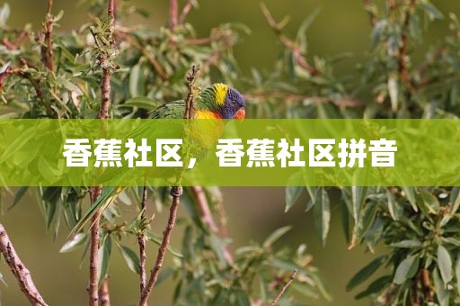 香蕉社区，香蕉社区拼音