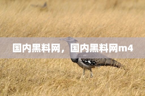 国内黑料网，国内黑料网m4