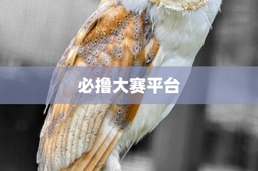 必撸大赛平台