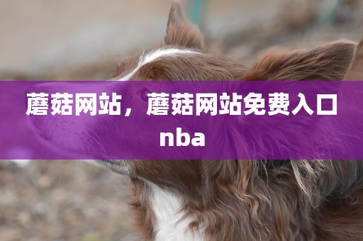 蘑菇网站，蘑菇网站免费入口nba