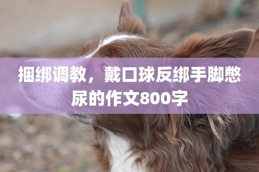 捆绑调教，戴口球反绑手脚憋尿的作文800字