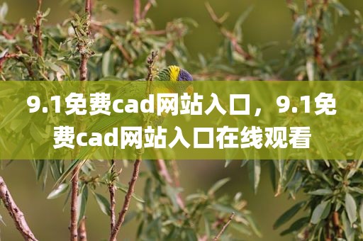 9.1免费cad网站入口，9.1免费cad网站入口在线观看