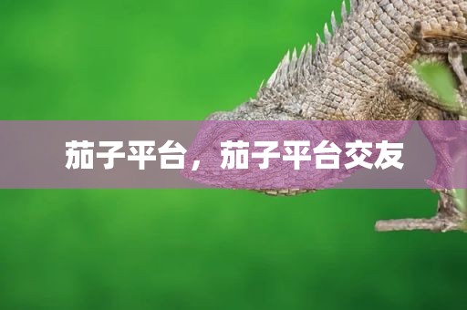 茄子平台，茄子平台交友