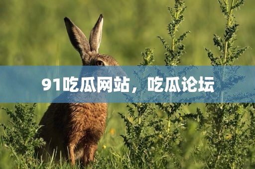 91吃瓜网站，吃瓜论坛