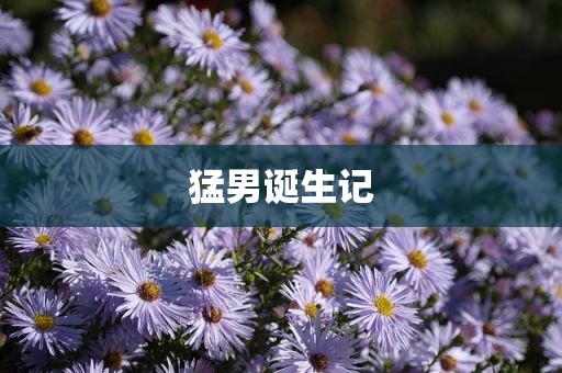 猛男诞生记