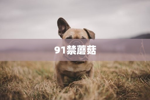 91禁蘑菇