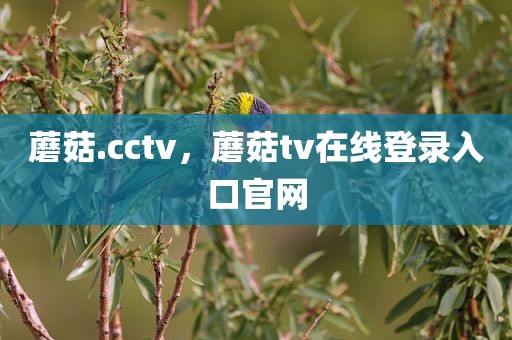 蘑菇.cctv，蘑菇tv在线登录入口官网