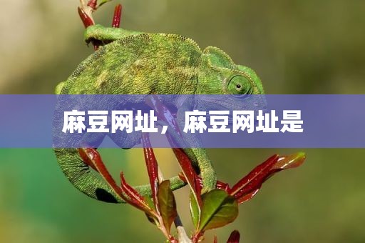 麻豆网址，麻豆网址是