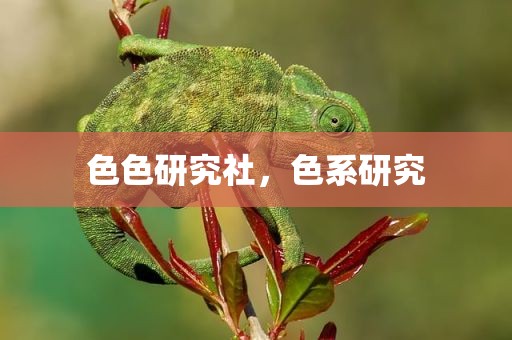 色色研究社，色系研究