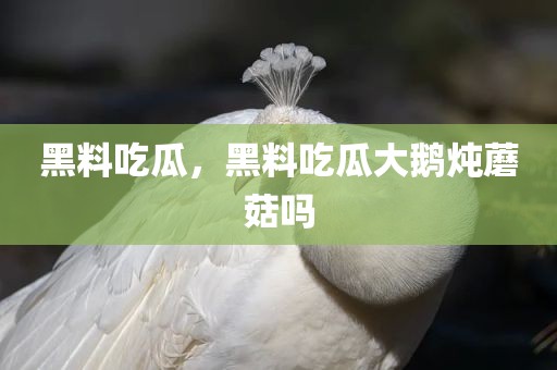 黑料吃瓜，黑料吃瓜大鹅炖蘑菇吗