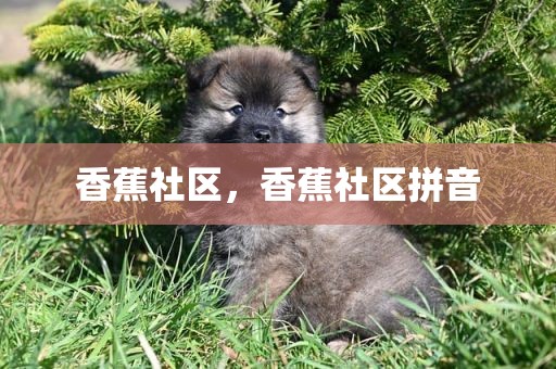 香蕉社区，香蕉社区拼音
