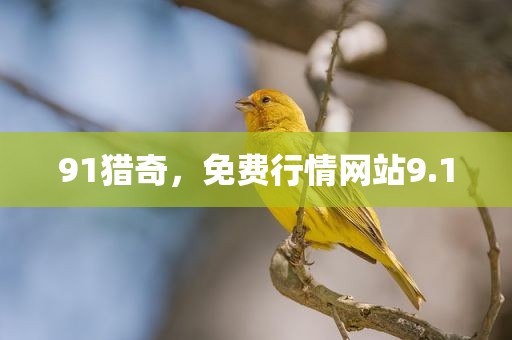 91猎奇，免费行情网站9.1