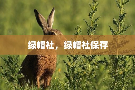 绿帽社，绿帽社保存