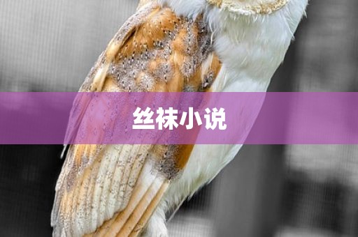 丝袜小说