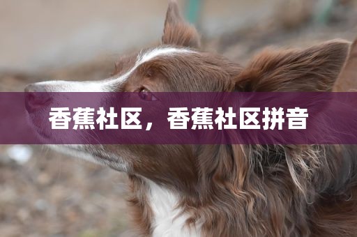 香蕉社区，香蕉社区拼音
