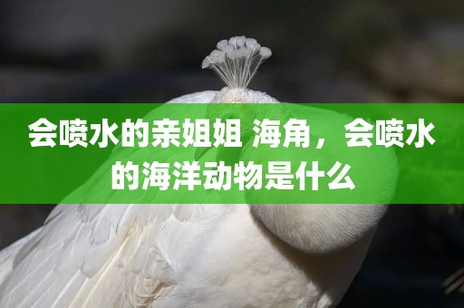 会喷水的亲姐姐 海角，会喷水的海洋动物是什么