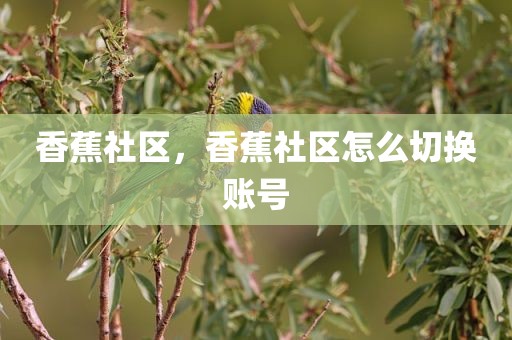 香蕉社区，香蕉社区怎么切换账号