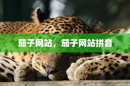 茄子网站，茄子网站拼音