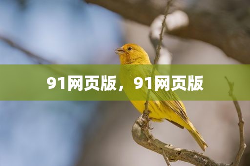 91网页版，91网页版