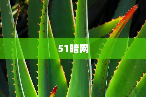 51暗网