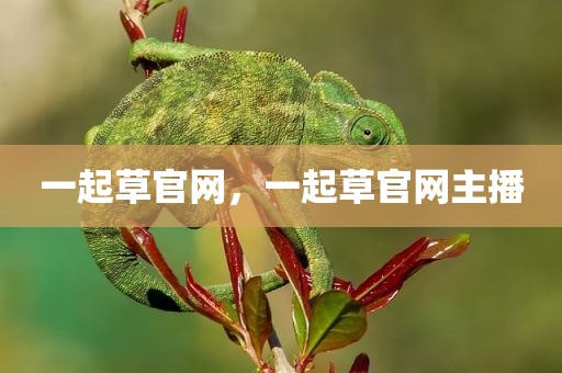 一起草官网，一起草官网主播