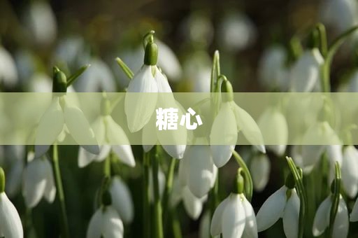 糖心