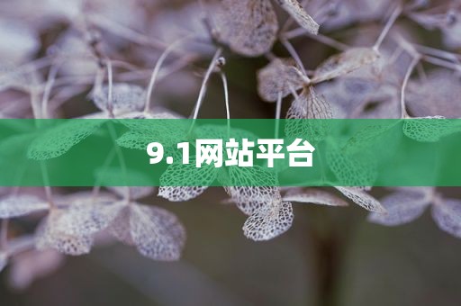 9.1网站平台