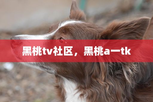 黑桃tv社区，黑桃a一tk