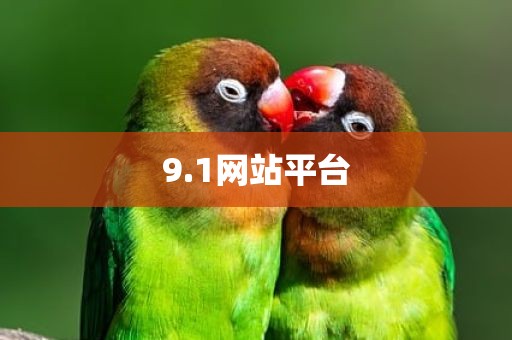 9.1网站平台