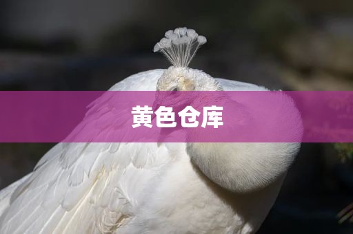 黄色仓库