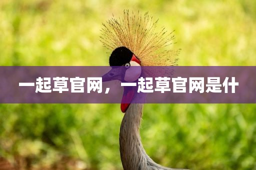 一起草官网，一起草官网是什