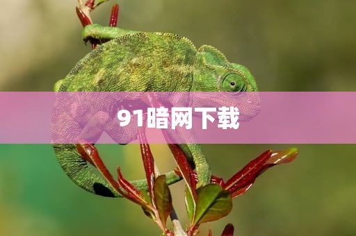 91暗网下载