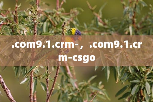 .com9.1.crm-，.com9.1.crm-csgo