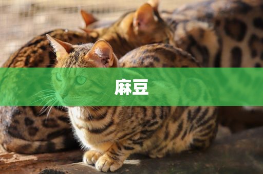 麻豆