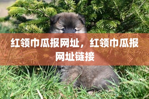 红领巾瓜报网址，红领巾瓜报网址链接