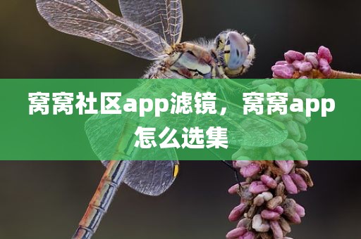 窝窝社区app滤镜，窝窝app怎么选集