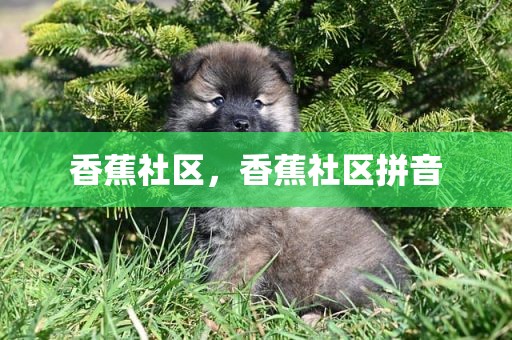 香蕉社区，香蕉社区拼音