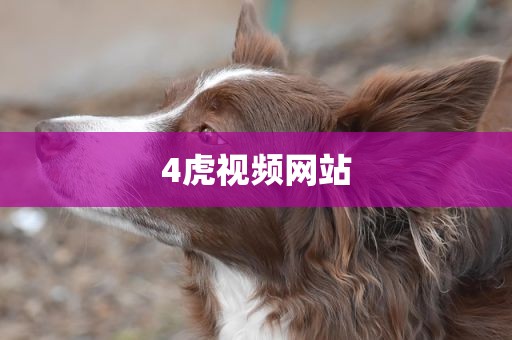 4虎视频网站