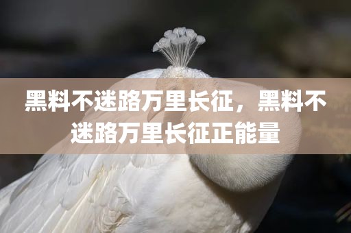 黑料不迷路万里长征，黑料不迷路万里长征正能量