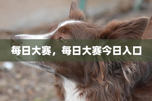 每日大赛，每日大赛今日入口