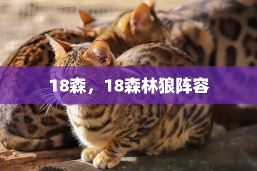18森，18森林狼阵容